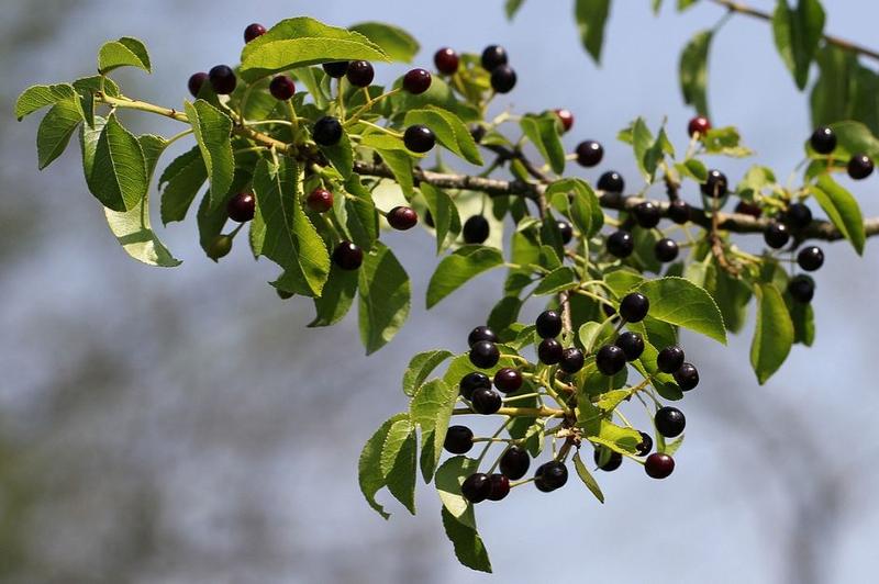 Черёмуха антипка Prunus mahaleb