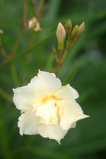 Олеандр обыкновенный  Nerium oleander Flavescens 
