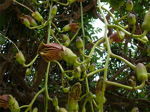 Кигелия или Колбасное дерево Kigelia pinnata