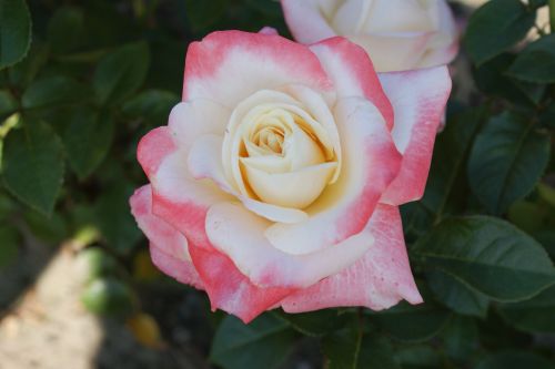 Роза Rósa Fiji