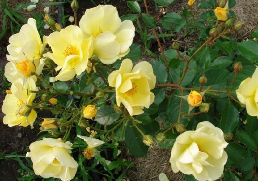 Роза Rósa Yellow Fleurette