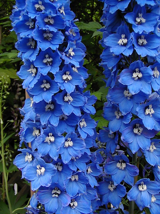 Садовый цветок синего цвета фото и названия