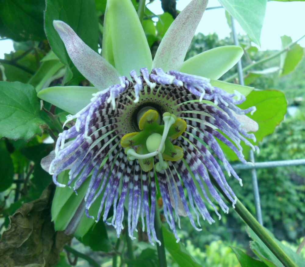 Маракуйя или Пассифлора съедобная Passíflōra Purple Granadilla