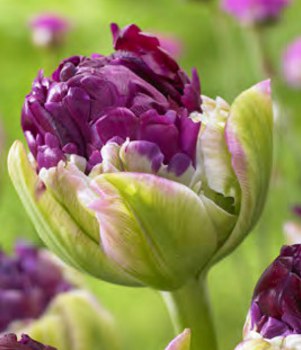 Тюльпан Túlipa Purple Peony