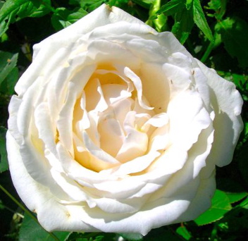 Роза на штамбе Rósa White Christmas