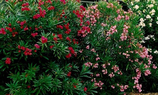 Олеандр обыкновенный  Nerium oleander  Hektor