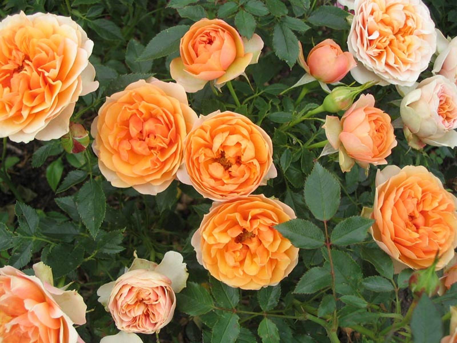 Роза Rósa Peach Meillandina