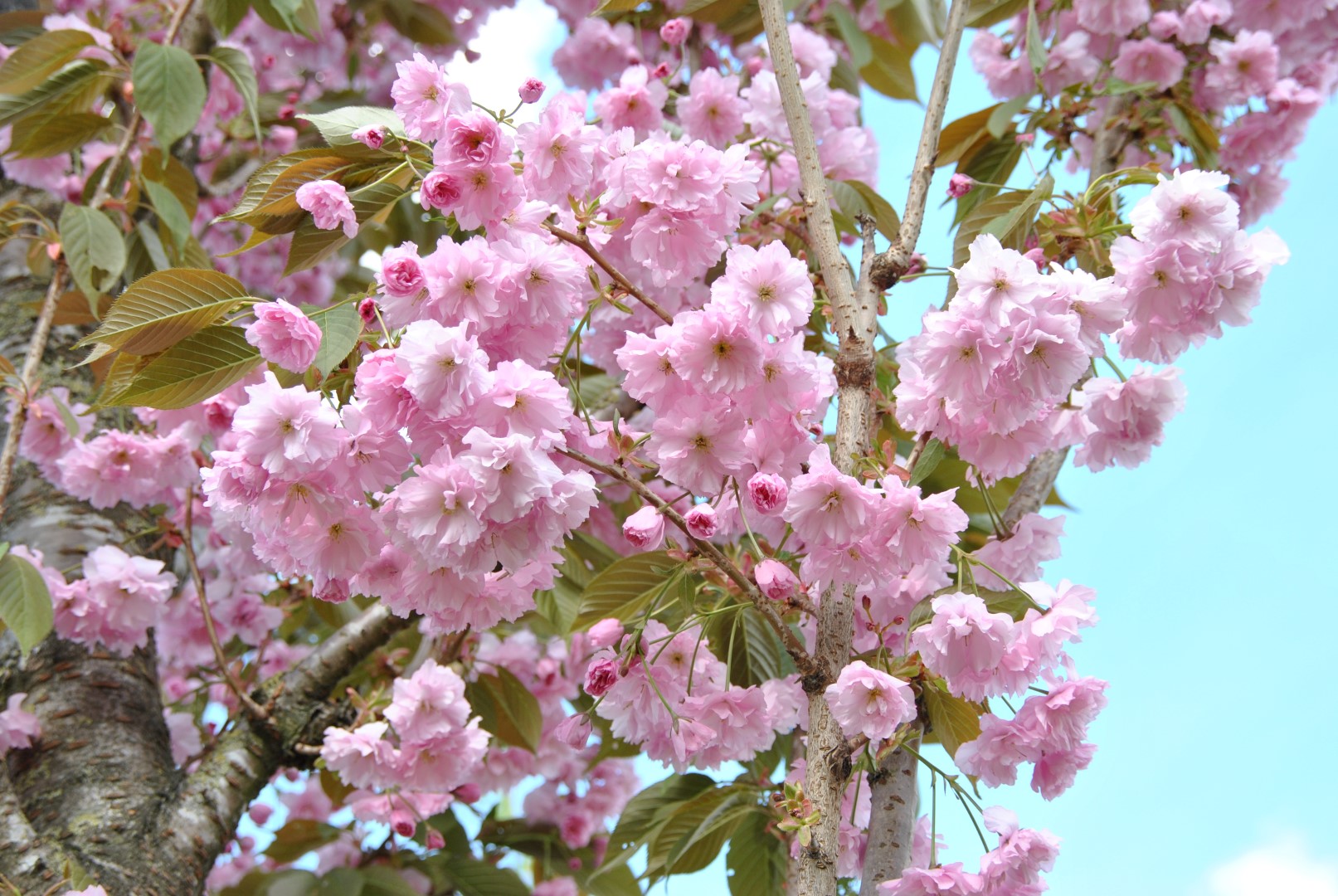 Вишня - сакура Prunus serrulata Accolade