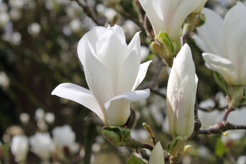 Магнолия Magnolia Alba Superba