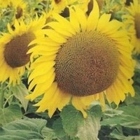 Подсолнечник Sunflower Solarni 