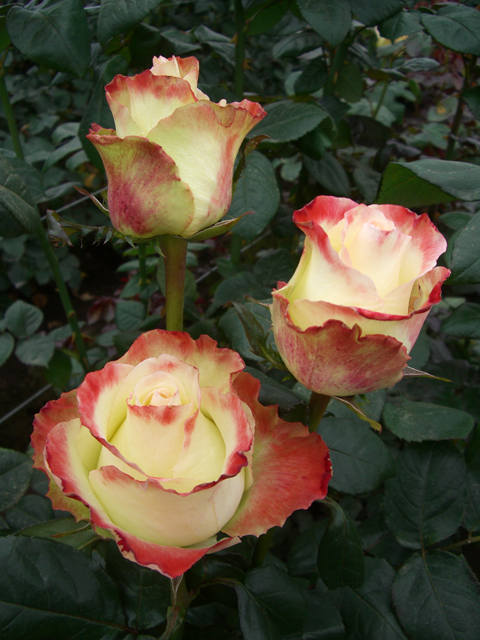 Роза Rósa Aubade