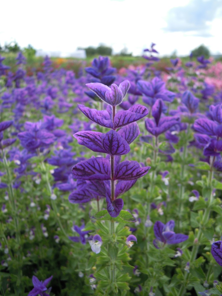 Купить семена  Salvia Oxford Blue : доставка семян по .