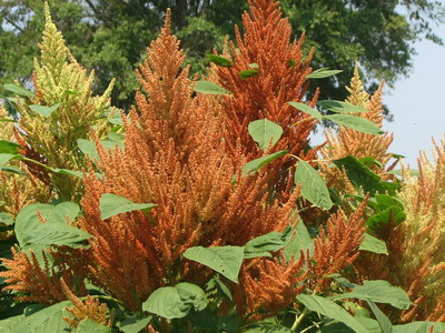 Амарант Amaranthus Orange giant
