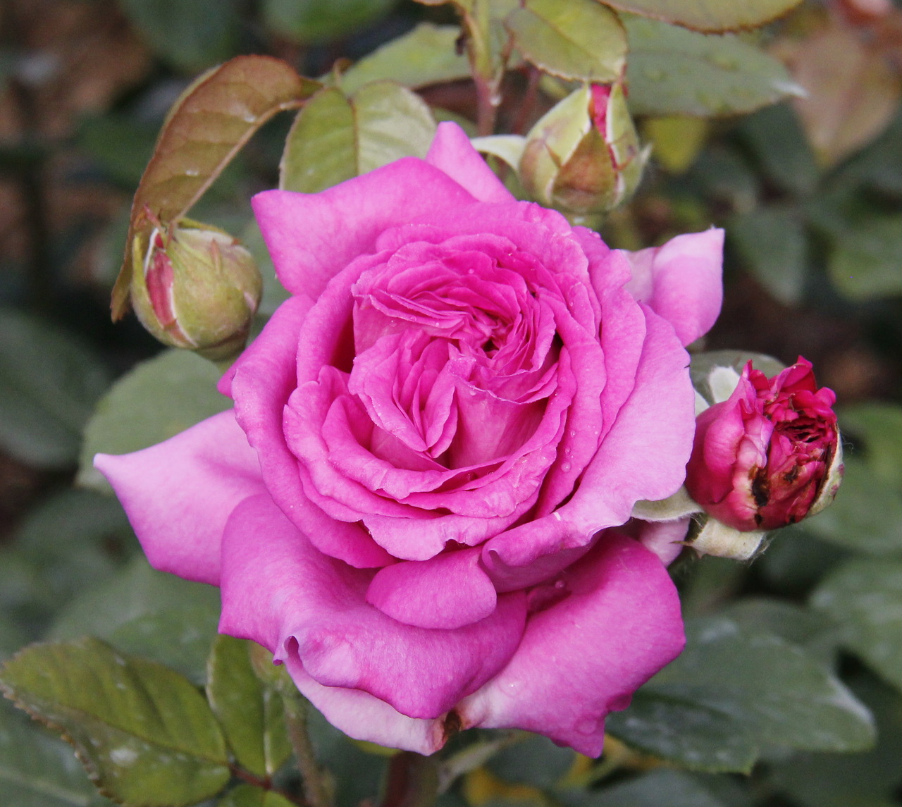 Роза Rósa Chartreuse de Parme