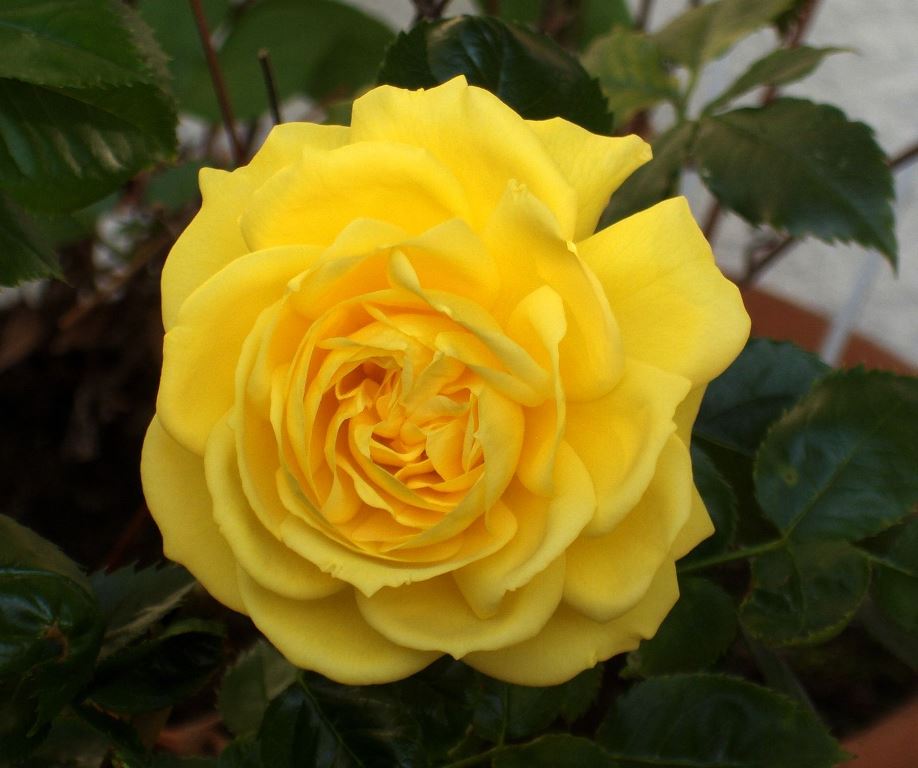 Роза Rósa  Friesia