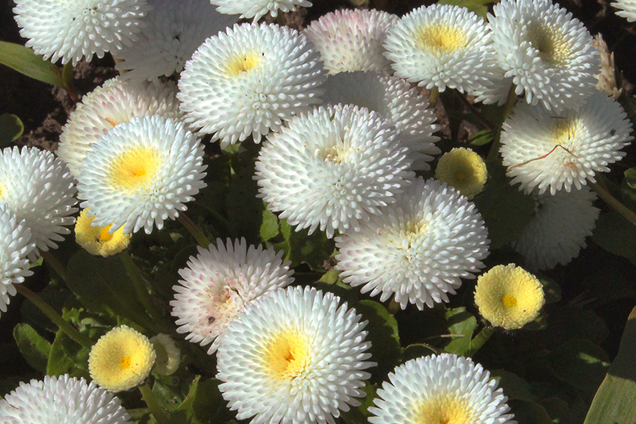 Дикие маргаритки фото цветов