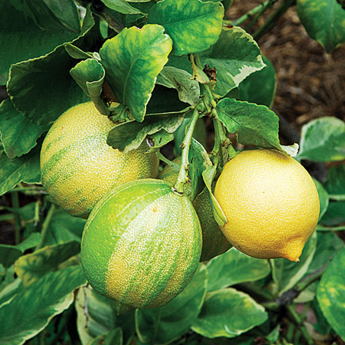 Лимон Citrus limon Foliis variegatis Sanguineum