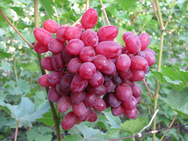 Виноград плодовый Vitis vinifera Кишмиш Велес