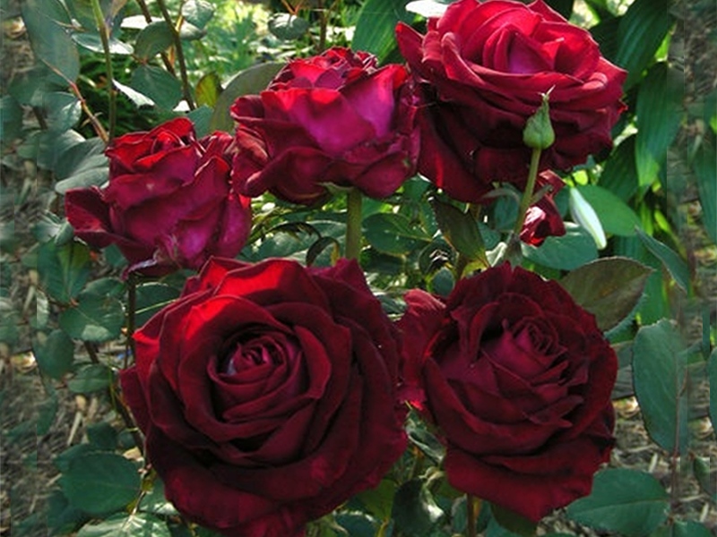 Роза Rósa Vino Rosa