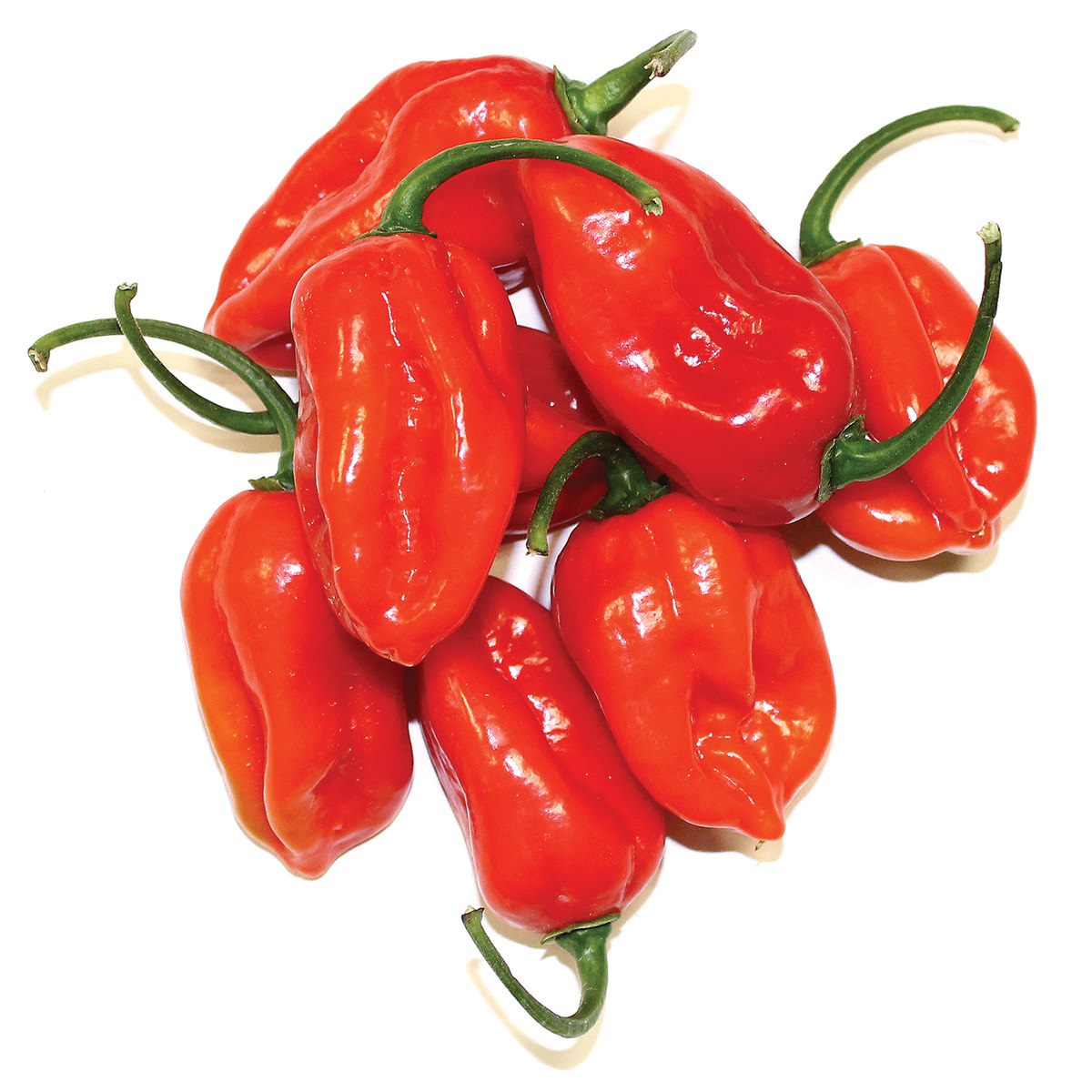Перец острый Hot pepper Tastemaker Hybrid
