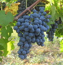 Виноград винный Vitis vinifera Carmenere