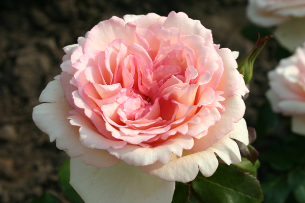 Роза Rósa Souvenir de Baden-Baden
