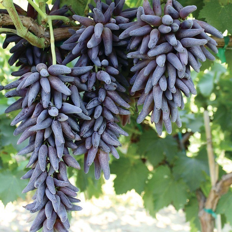 Виноград плодовый Vitis vinifera Ведьмины пальцы