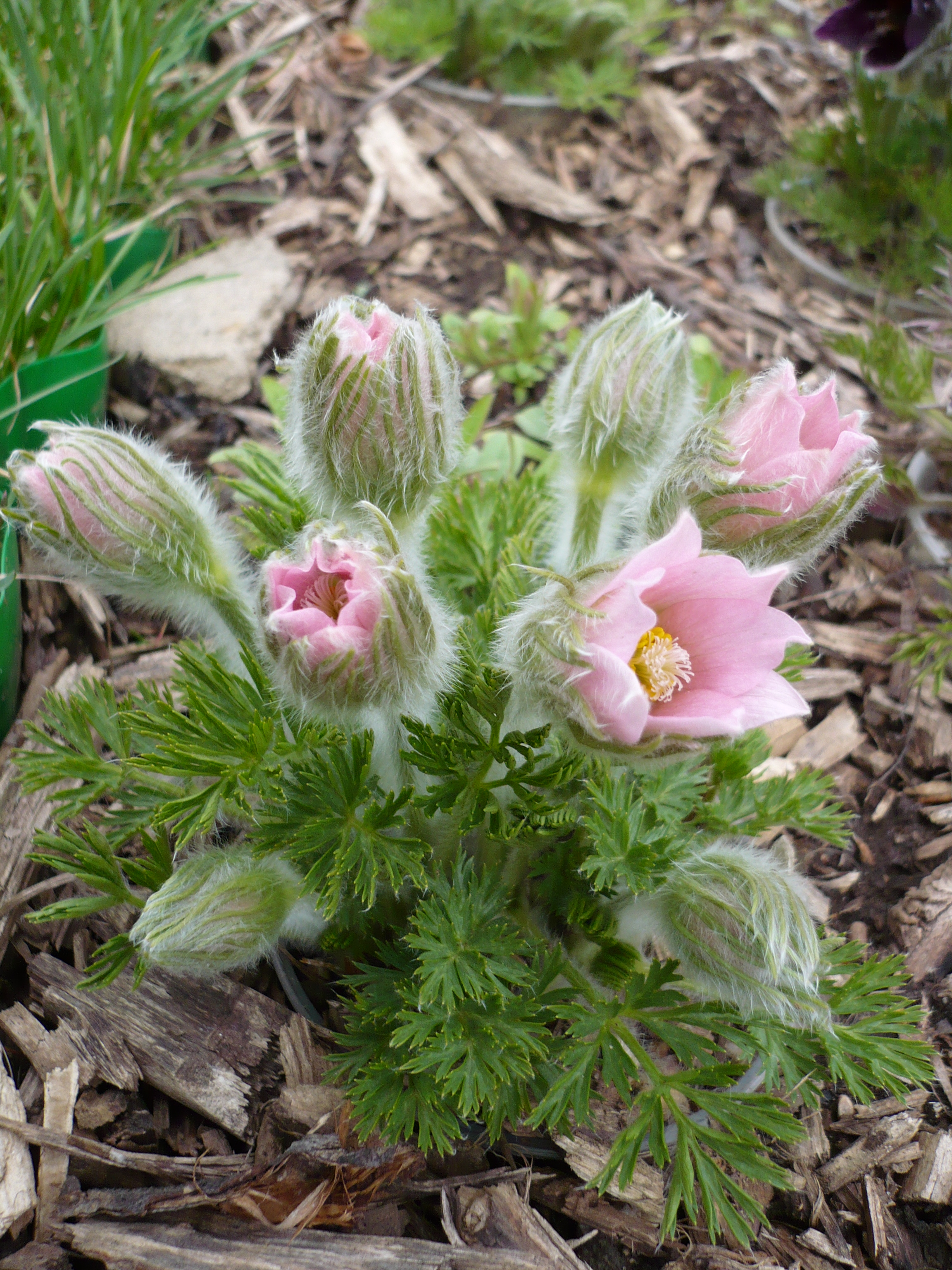 Прострел обыкновенный (Pulsatilla vulgaris)