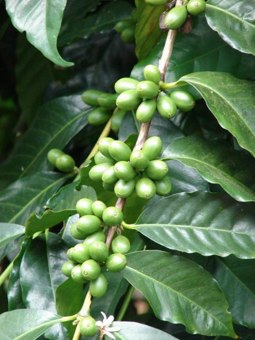 Кофейное дерево Coffee Arabica