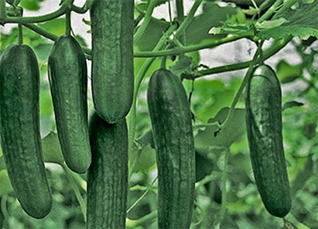 Огурец Cucumber Yani