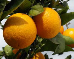 Апельсиновое дерево Orange Tree Salustiana 