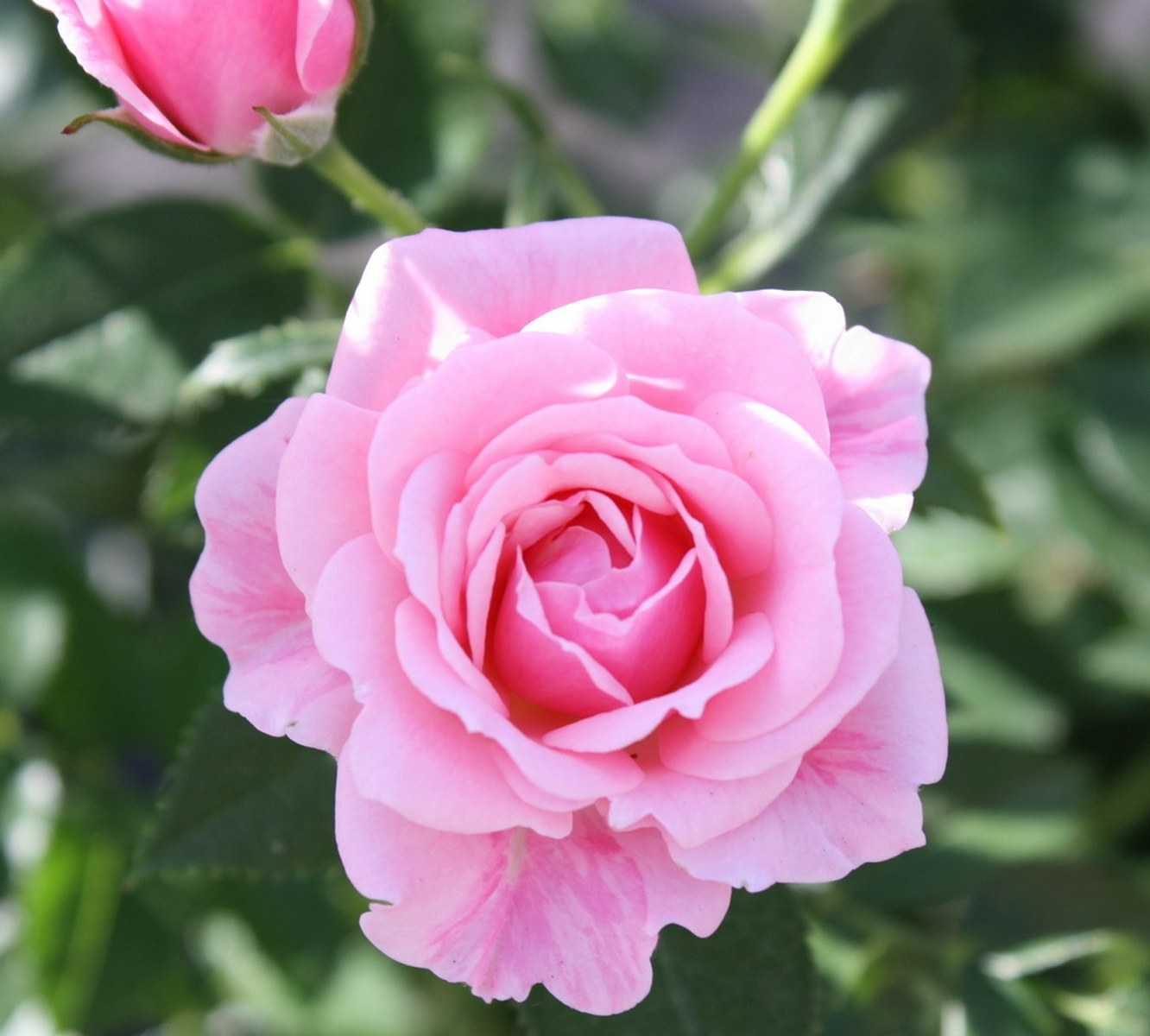 Роза Rósa Pink Symphonie