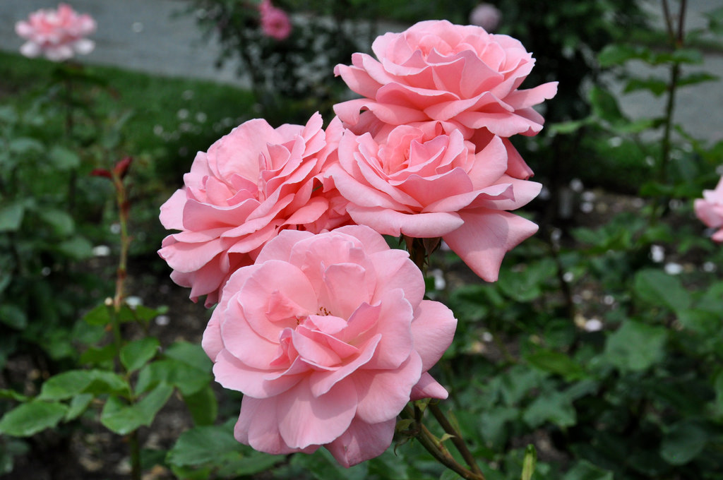 Роза на штамбе Rósa Queen Elizabeth