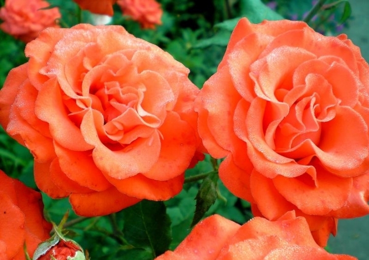 Роза на штамбе Rósa Angelique