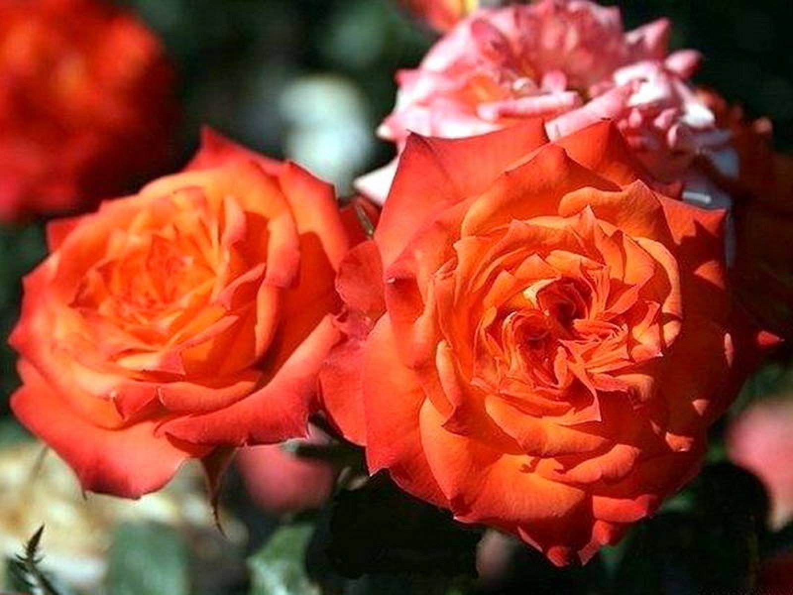 Роза Rósa Mandarine Symphonie