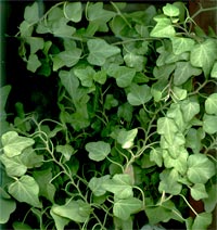 Плющ обыкновенный Harald scutifolia 