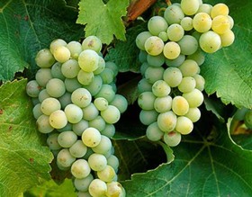 Виноград винный Vitis vinifera  Sauvignon Blanc