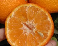Клементин (гибрид мандарина и апельсина) Citrus clementina Fina 