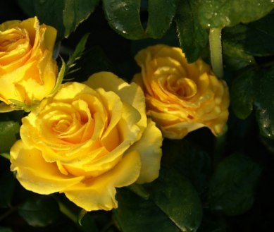 Роза на штамбе  Rósa Landora