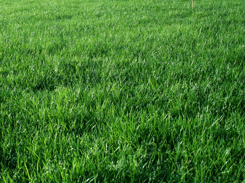 Газонная трава какая бывает название фото