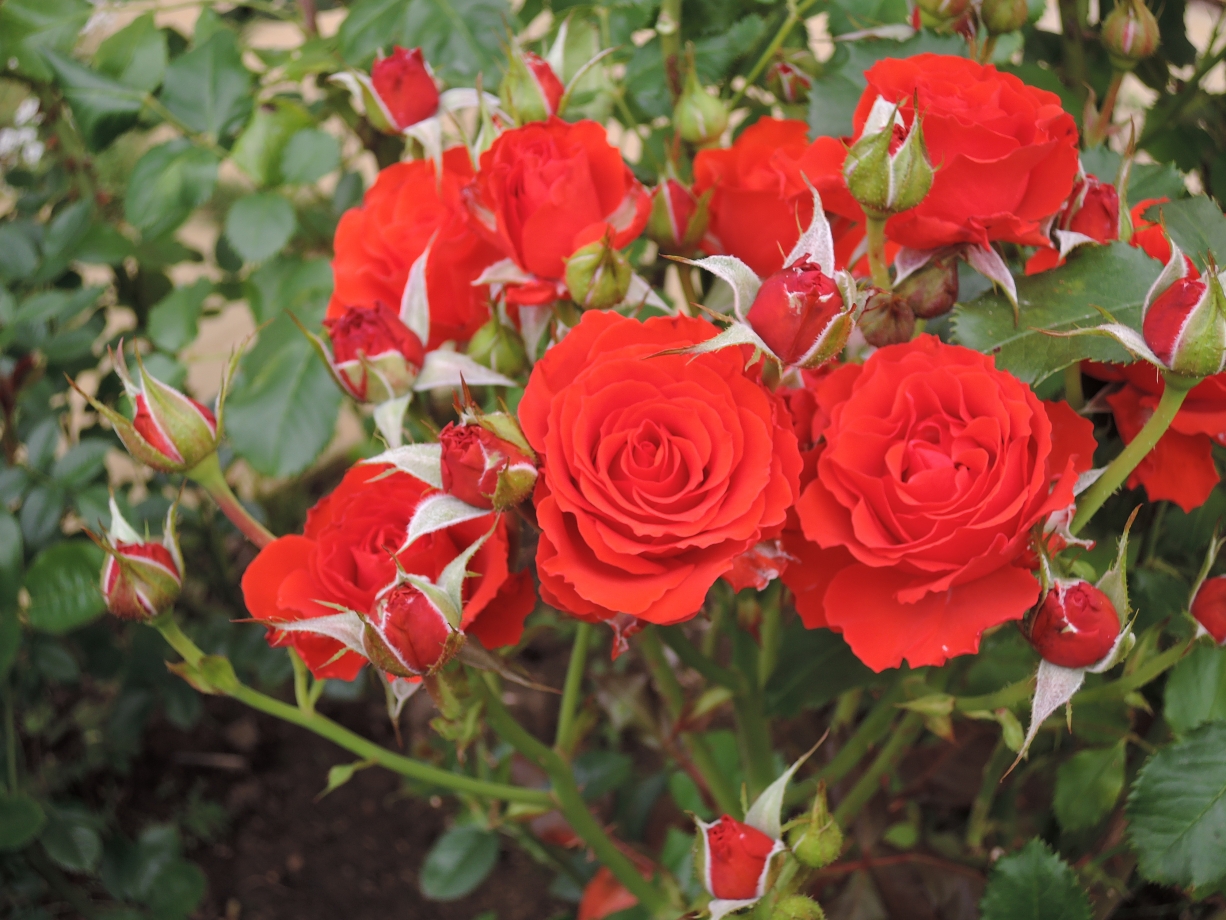 Роза Rósa Red Diadem