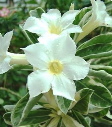 Адениум или Пустынная роза Adenium Magic White Leave