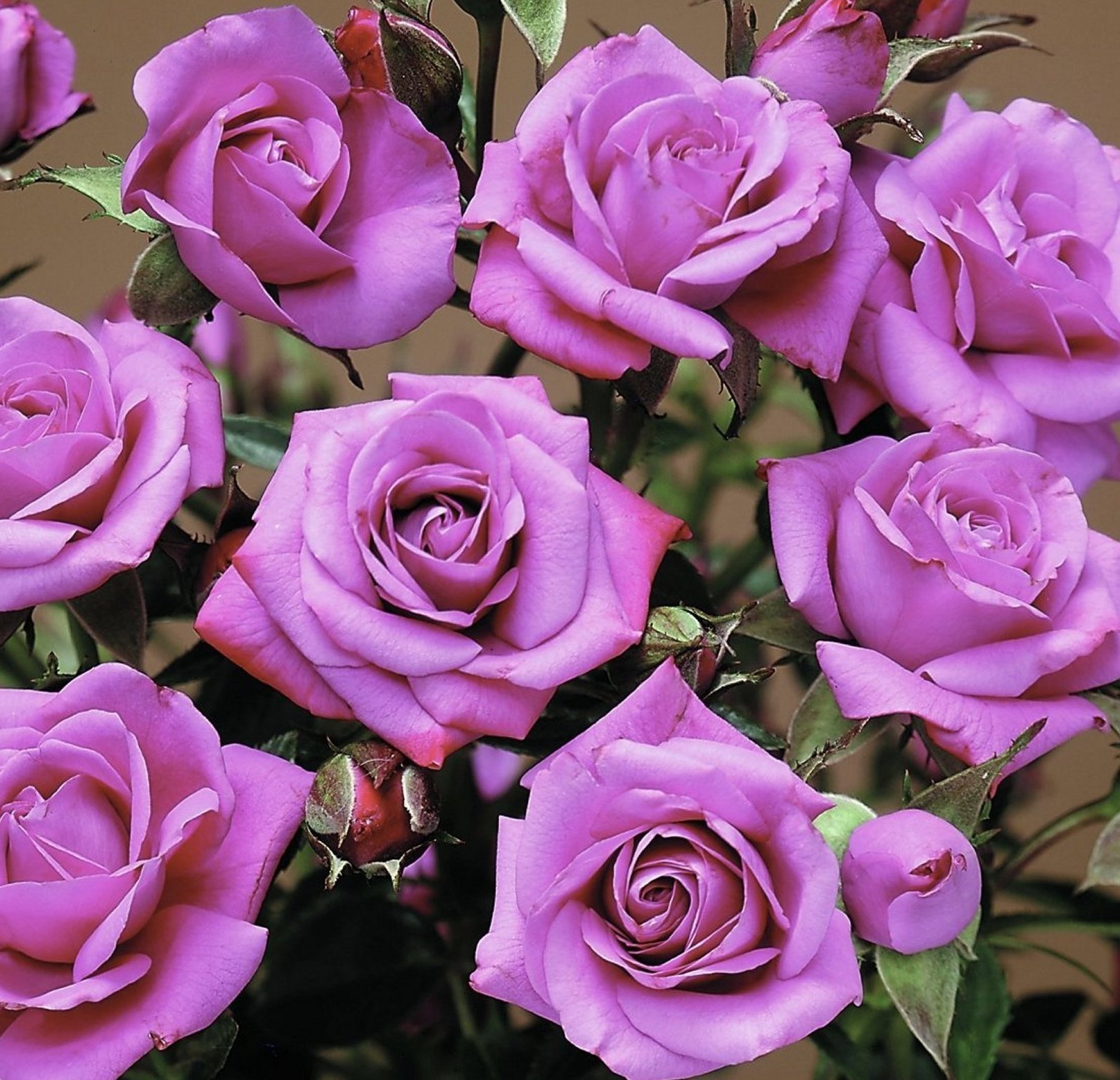 Роза Rósa Lavender Sunblaze