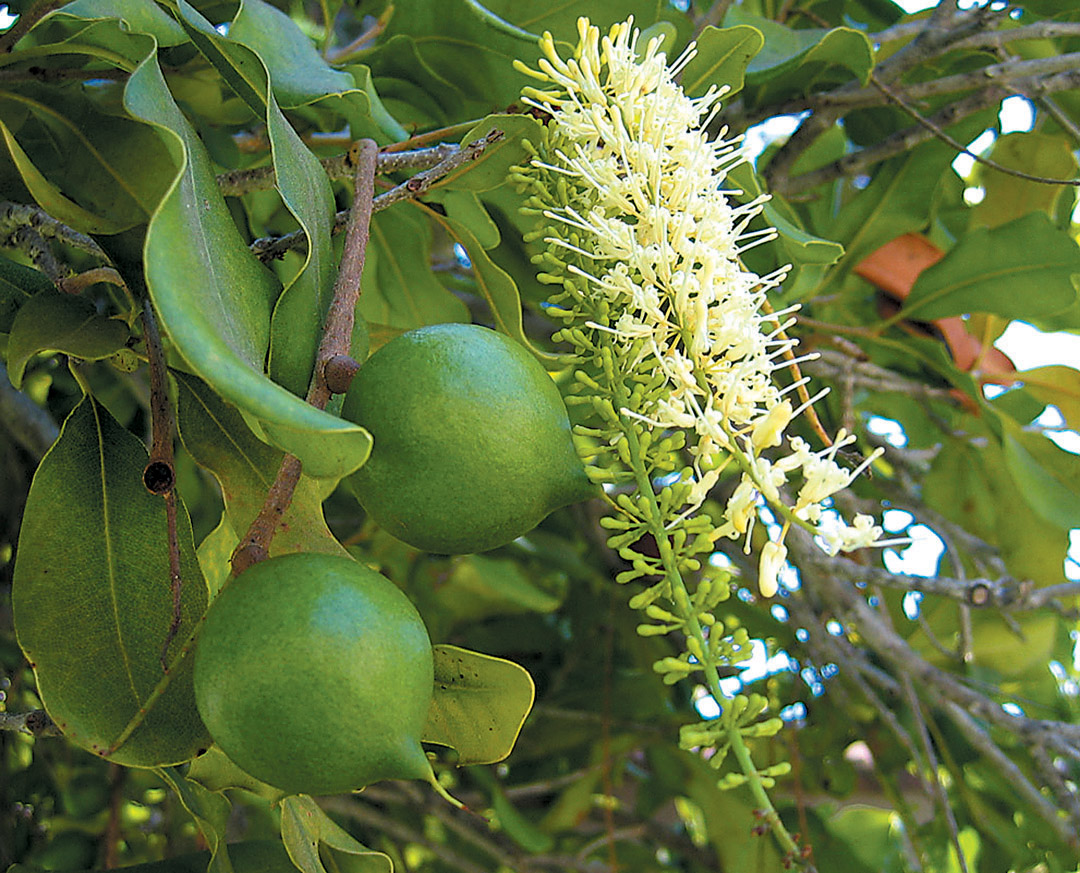 Орех Макадамия Macadamia integrifolia