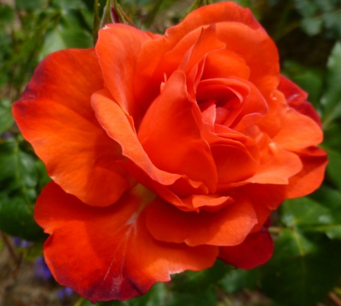 Роза Rósa Orange Sensation