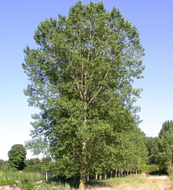 Осокорь дерево фото википедия