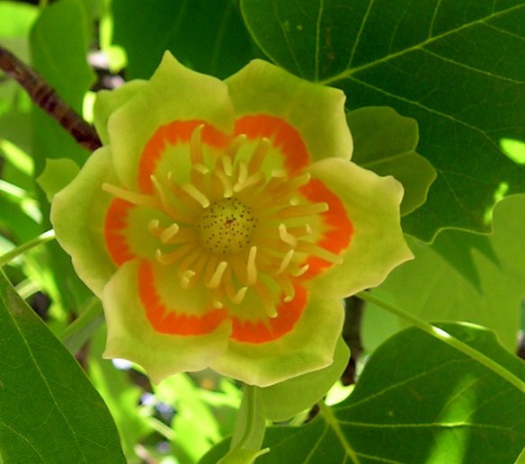 Лириодендрон, или Тюльпанное дерево Liriodendron Mediopictum
