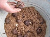 Выращивание орехов дома: пошаговый план Выращивание орехов дома: пошаговый план