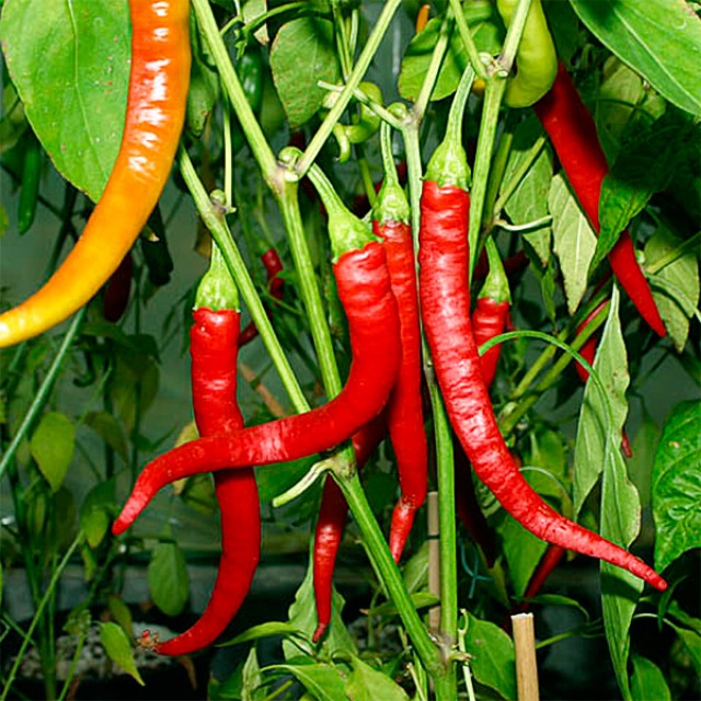 Перец острый Hot pepper Aci Sivri Cayenne