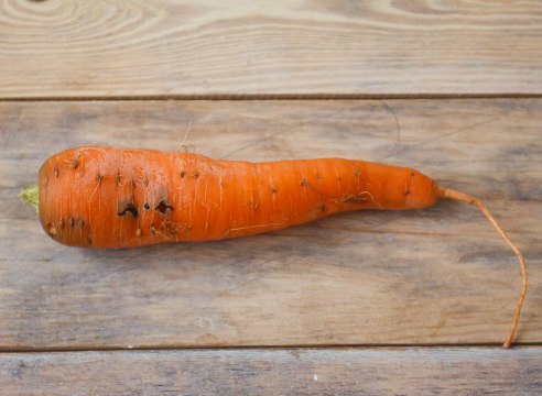 Как бороться с морковной мухой